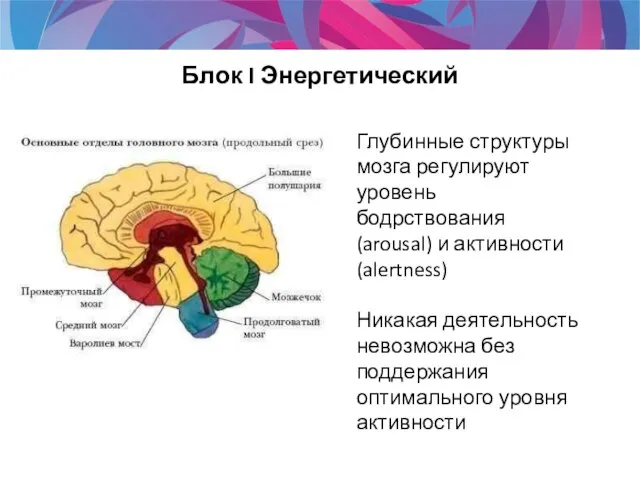 Глубинные структуры мозга регулируют уровень бодрствования (arousal) и активности (alertness) Никакая