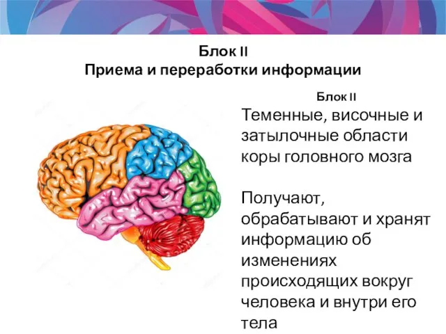 Блок II Теменные, височные и затылочные области коры головного мозга Получают,