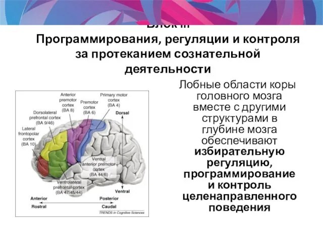 Блок III Программирования, регуляции и контроля за протеканием сознательной деятельности Лобные