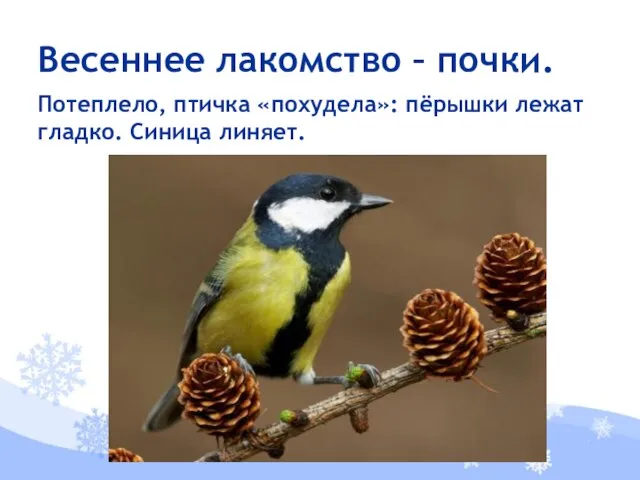 Потеплело, птичка «похудела»: пёрышки лежат гладко. Синица линяет. Весеннее лакомство – почки.