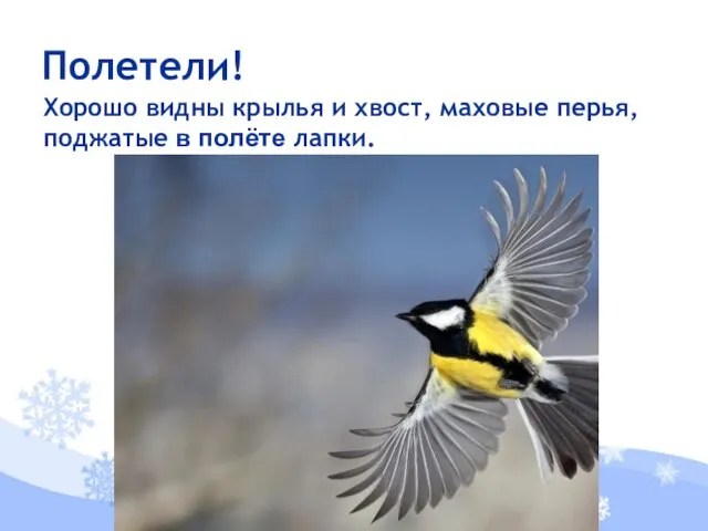 Хорошо видны крылья и хвост, маховые перья, поджатые в полёте лапки. Полетели!