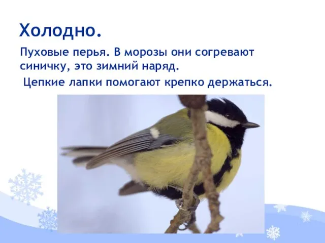 Пуховые перья. В морозы они согревают синичку, это зимний наряд. Цепкие лапки помогают крепко держаться. Холодно.