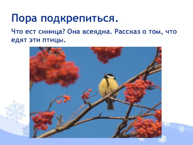 Что ест синица? Она всеядна. Рассказ о том, что едят эти птицы. Пора подкрепиться.