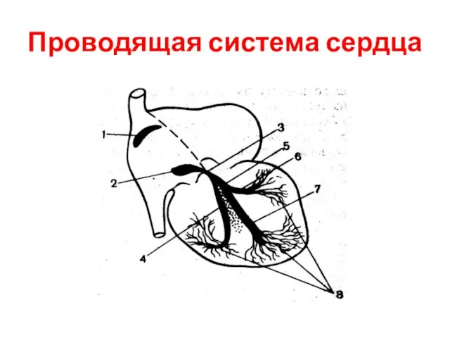 Проводящая система сердца