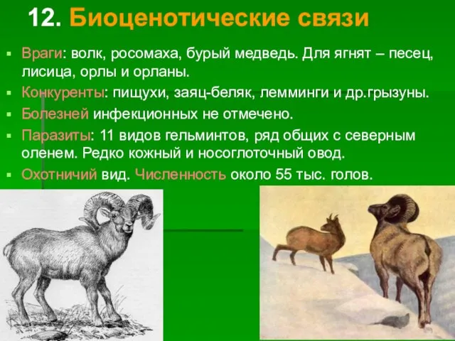12. Биоценотические связи Враги: волк, росомаха, бурый медведь. Для ягнят –