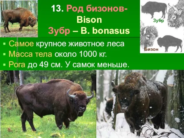 13. Род бизонов- Bison Зубр – B. bonasus Самое крупное животное