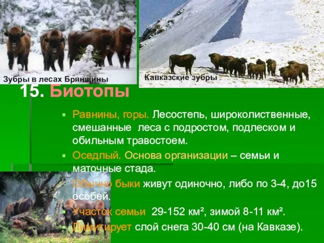 15. Биотопы Равнины, горы. Лесостепь, широколиственные, смешанные леса с подростом, подлеском