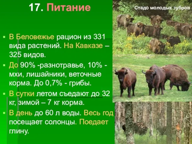 17. Питание В Беловежье рацион из 331 вида растений. На Кавказе