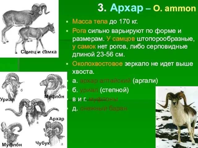 3. Архар – O. ammon Масса тела до 170 кг. Рога