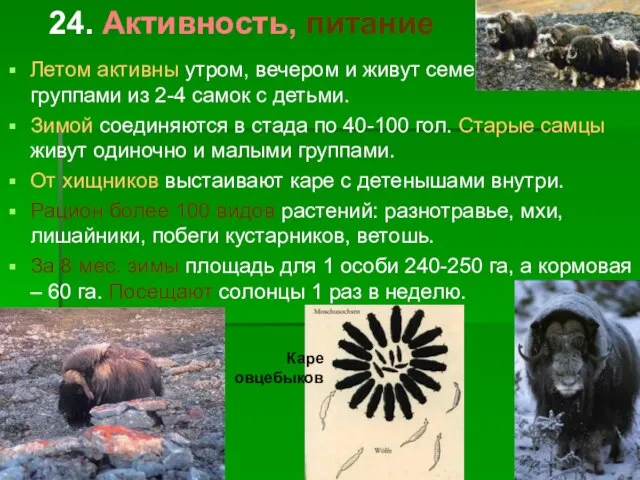 24. Активность, питание Летом активны утром, вечером и живут семейными группами