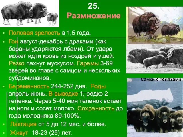 25. Размножение Половая зрелость в 1,5 года. Гон август-декабрь с драками