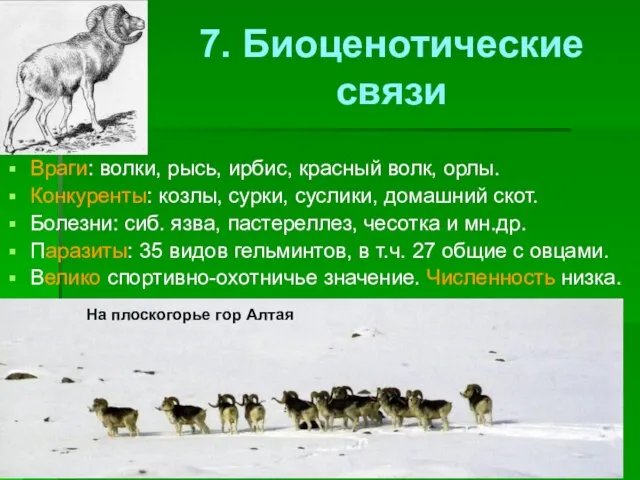 7. Биоценотические связи Враги: волки, рысь, ирбис, красный волк, орлы. Конкуренты: