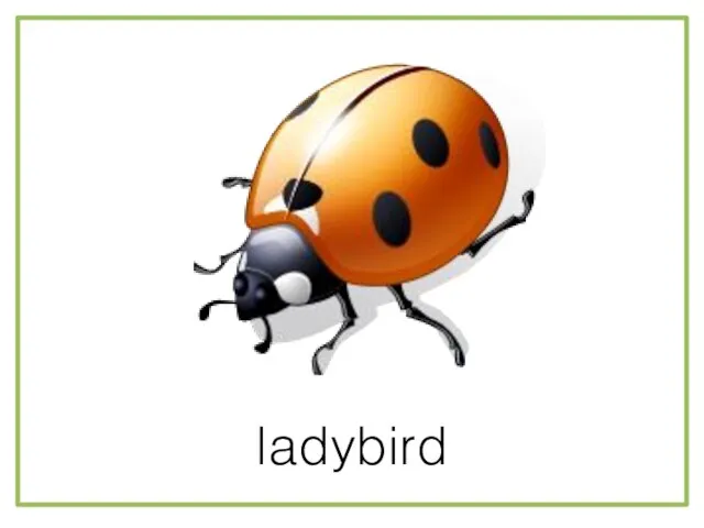 ladybird