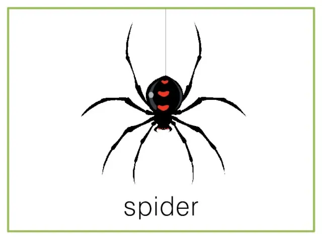 spider