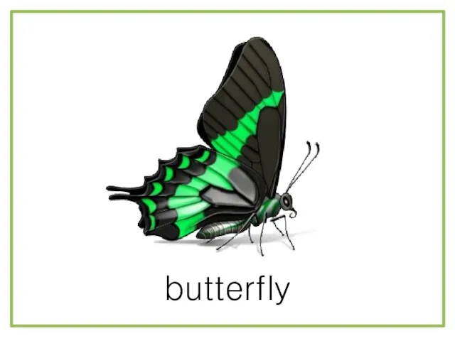 butterfly