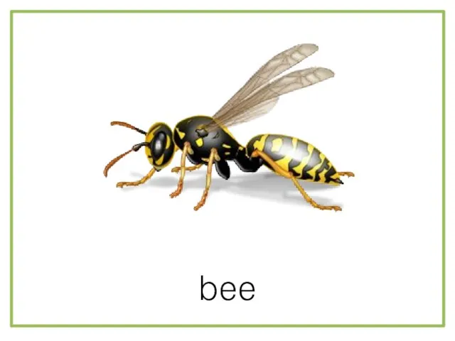 bee