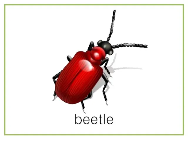 beetle