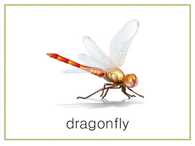 dragonfly