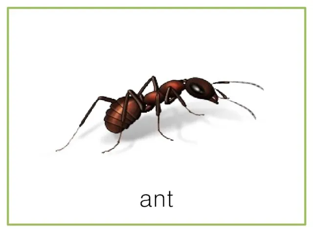 ant