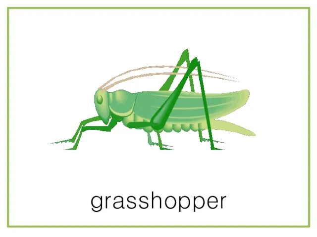 grasshopper