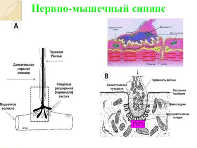 Нервно-мышечный синапс ПКП ПКП