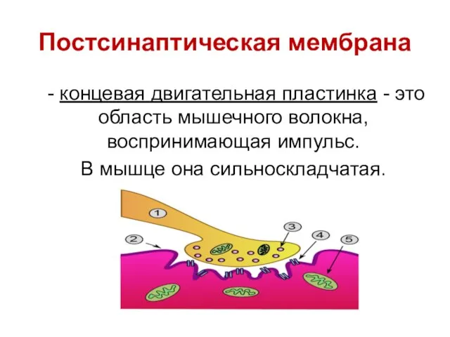 Постсинаптическая мембрана - концевая двигательная пластинка - это область мышечного волокна,