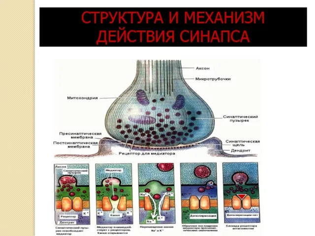 СТРУКТУРА И МЕХАНИЗМ ДЕЙСТВИЯ СИНАПСА