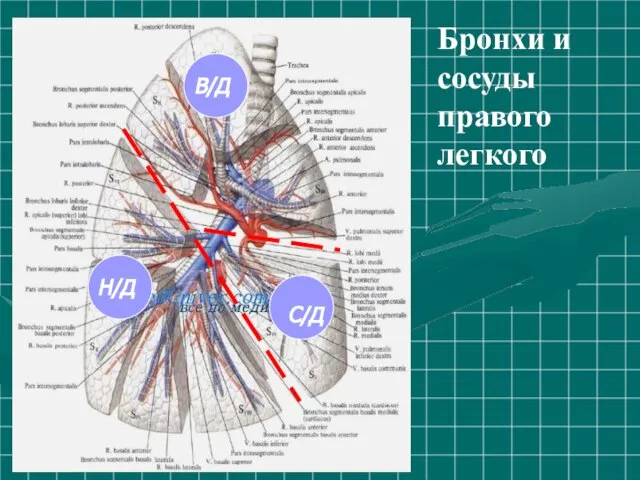 Бронхи и сосуды правого легкого В/Д Н/Д С/Д