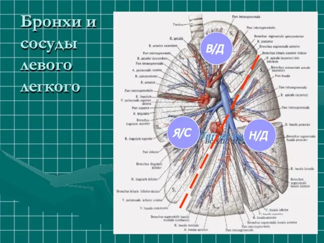 Бронхи и сосуды левого легкого В/Д Я/С Н/Д