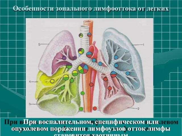 Особенности зонального лимфооттока от легких При воспалительном, специфическом или опухолевом поражении лимфоузлов отток лимфы становится хаотичным