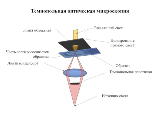 Темнопольная оптическая микроскопия Рассеянный свет Образец Темнопольная пластинка Источник света Линза