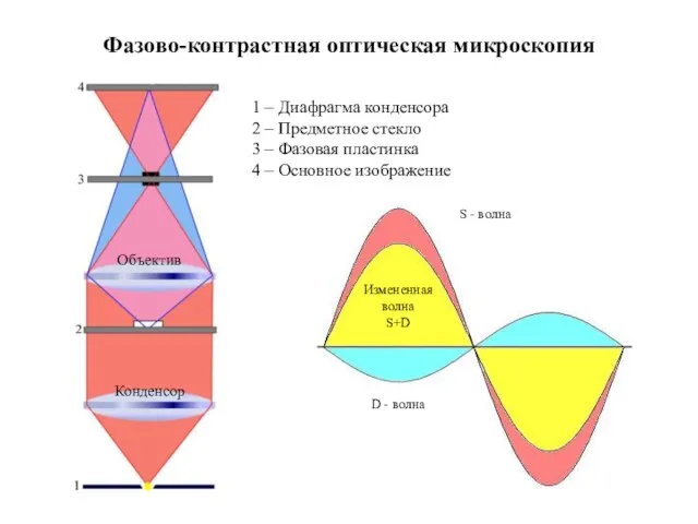 Фазово-контрастная оптическая микроскопия Объектив Конденсор 1 – Диафрагма конденсора 2 –