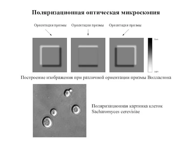 Поляризационная оптическая микроскопия Ориентация призмы Ориентация призмы Ориентация призмы Построение изображения