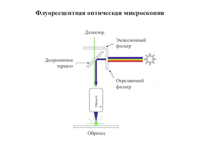 Флуоресцентная оптическая микроскопия