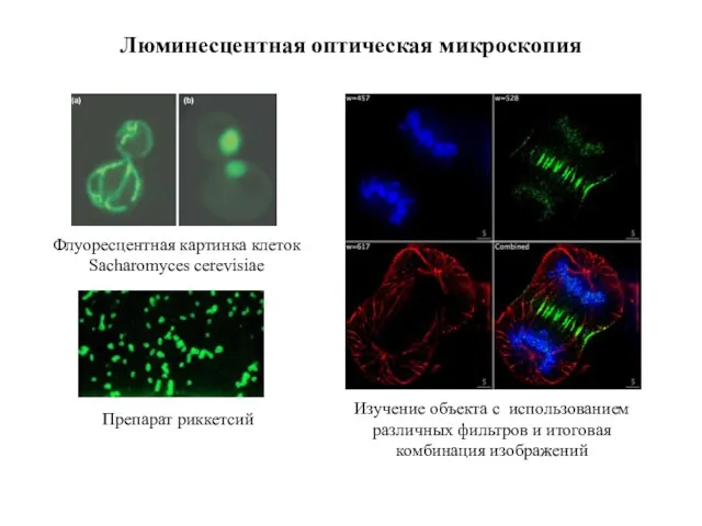 Изучение объекта с использованием различных фильтров и итоговая комбинация изображений Люминесцентная