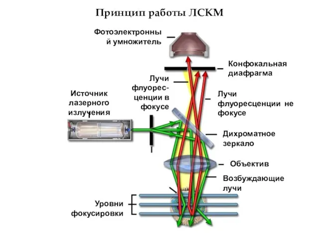 Принцип работы ЛСКМ Фотоэлектронный умножитель Источник лазерного излучения Лучи флуорес-ценции в