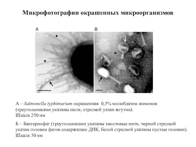 Микрофотографии окрашенных микроорганизмов А – Salmonella typhimurium окрашенная 0,5% молибдатом аммония