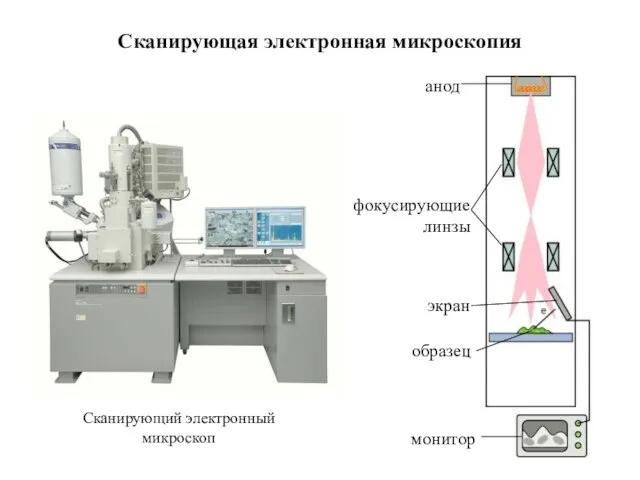 Сканирующая электронная микроскопия Сканирующий электронный микроскоп фокусирующие линзы анод образец экран монитор