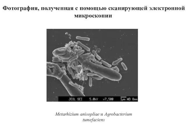 Фотография, полученная с помощью сканирующей электронной микроскопии Metarhizium anisopliae и Agrobacterium tumefaciens