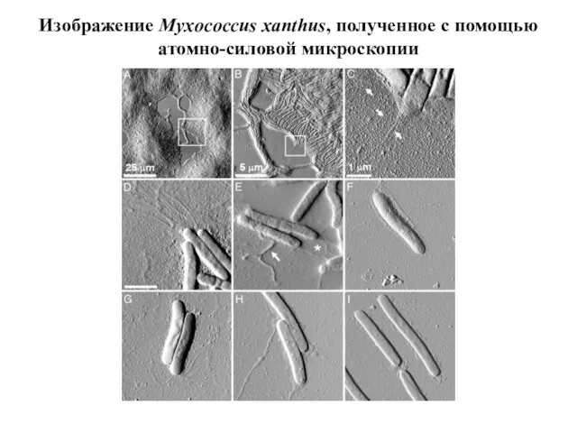 Изображение Myxococcus xanthus, полученное с помощью атомно-силовой микроскопии