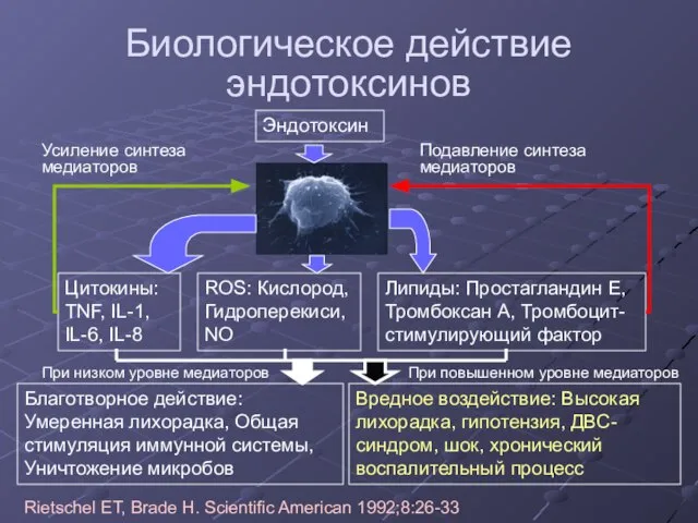 Биологическое действие эндотоксинов Эндотоксин Цитокины: TNF, IL-1, IL-6, IL-8 ROS: Кислород,