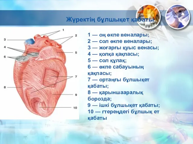 1 — оң өкпе веналары; 2 — сол өкпе веналары; 3