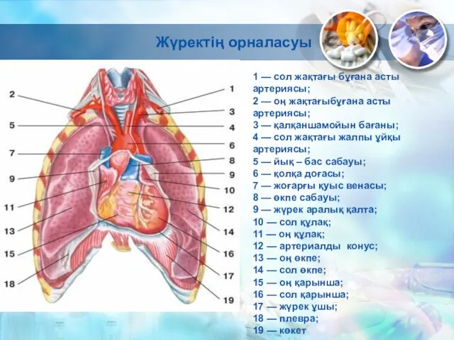 1 — сол жақтағы бұғана асты артериясы; 2 — оң жақтағыбұғана