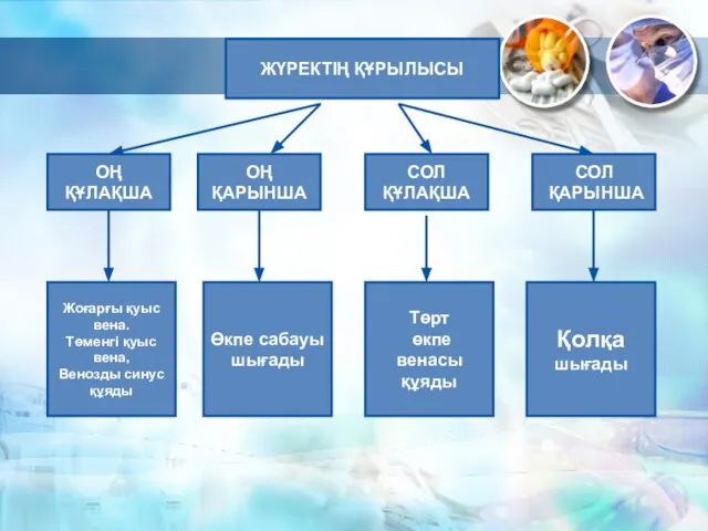 ЖҮРЕКТІҢ ҚҰРЫЛЫСЫ ОҢ ҚҰЛАҚША ОҢ ҚАРЫНША СОЛ ҚҰЛАҚША СОЛ ҚАРЫНША Жоғарғы