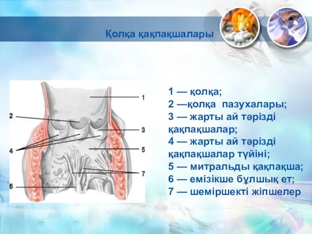 1 — қолқа; 2 —қолқа пазухалары; 3 — жарты ай тәрізді