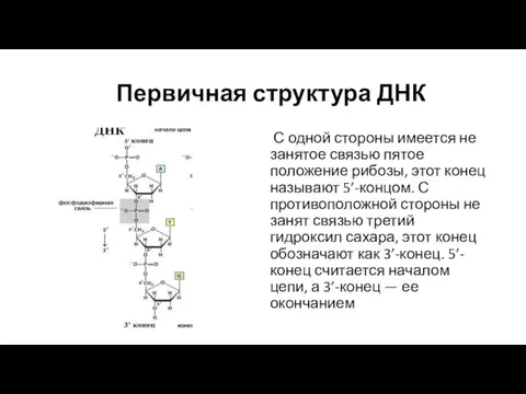 Первичная структура ДНК С одной стороны имеется не занятое связью пятое