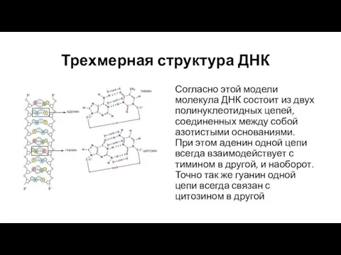 Трехмерная структура ДНК Согласно этой модели молекула ДНК состоит из двух