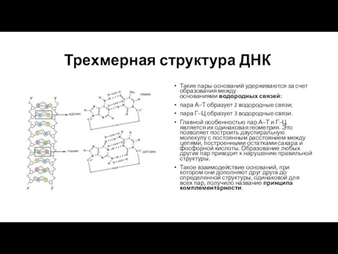 Трехмерная структура ДНК Такие пары оснований удерживаются за счет образования между