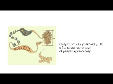 Сверхплотная упаковка ДНК с белками-гистонами образует хромосому