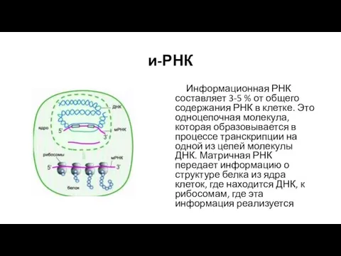 и-РНК Информационная РНК составляет 3-5 % от общего содержания РНК в